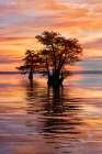 Bald cypress trees silhouetted at sunrise in southern swamp, Caddo Lake, Texas. Art Print